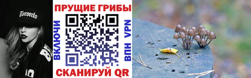 Купить закладки  Семилуки  Псилоцибиновые грибы Psilocybe 
